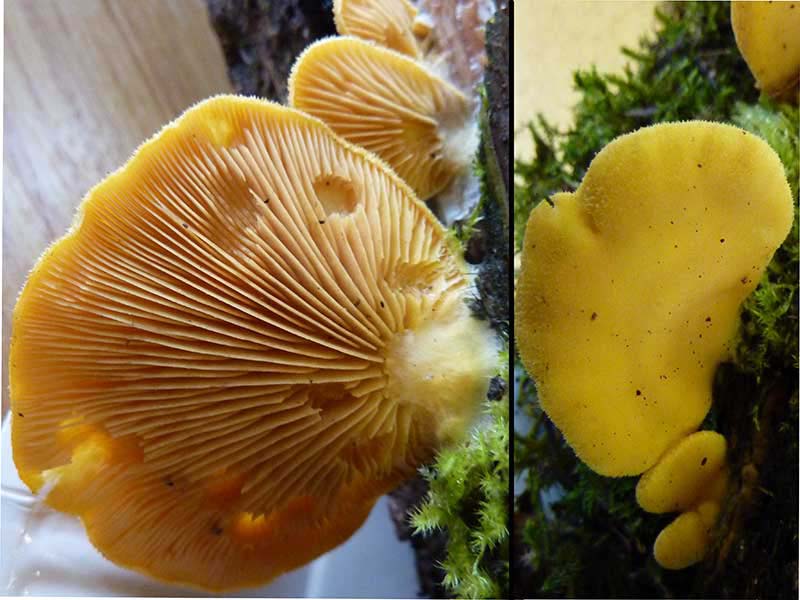 Paxillus-panuoides
