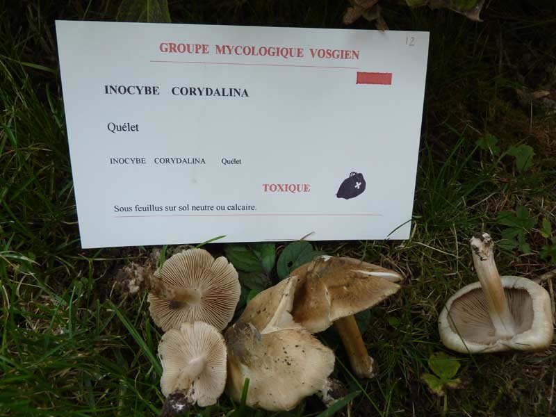 Inocybe-corydalina