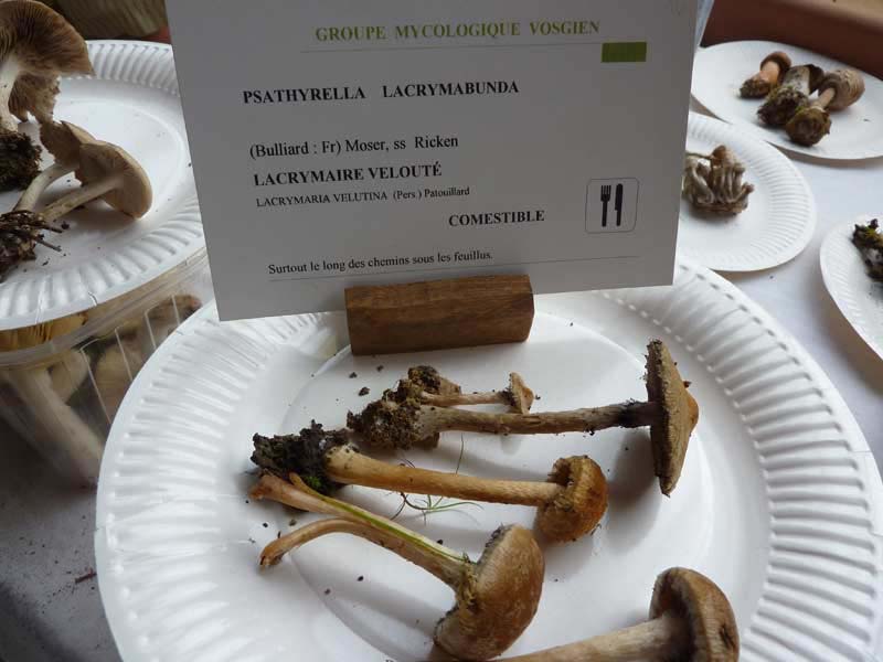 Psathyrella-lacrymabunda