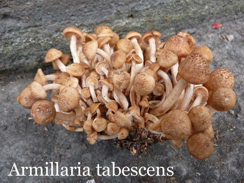 Armillaria%20tabescens