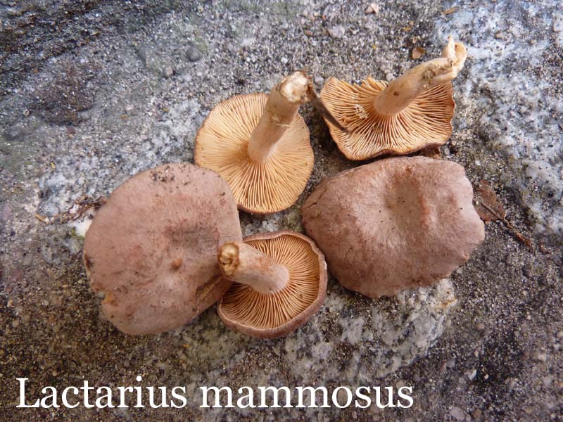 Lactarius%20mammosus