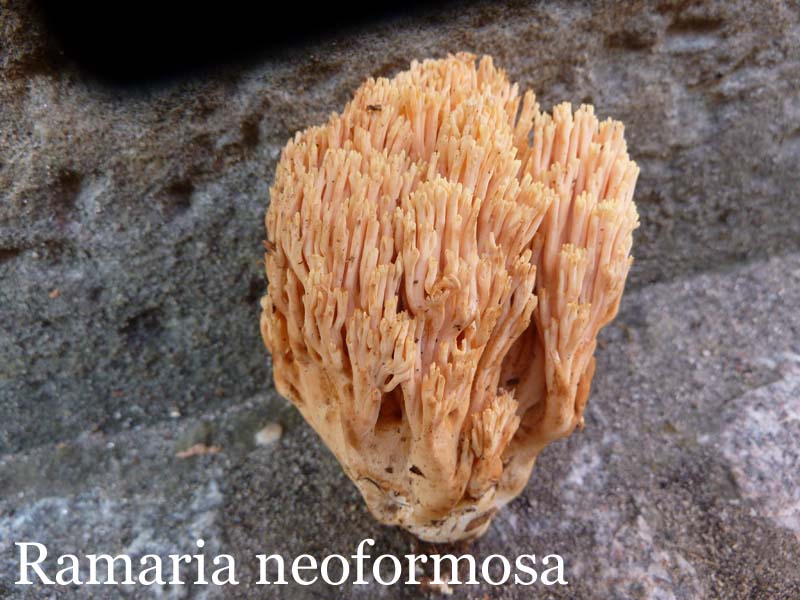 Ramaria%20neoformosa%20