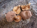 Lactarius%20mammosus