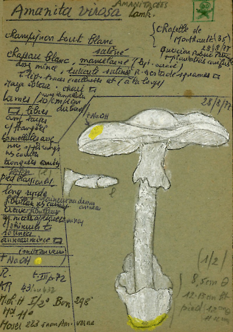 Amanita virosa