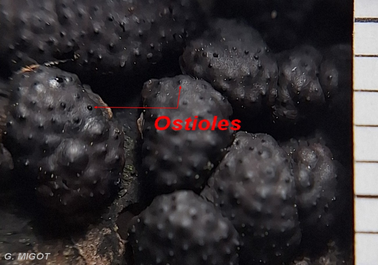 Hypoxylon fragiforme mesure