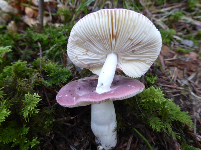 Russule , fructifiant sur le chapeau de sa collge